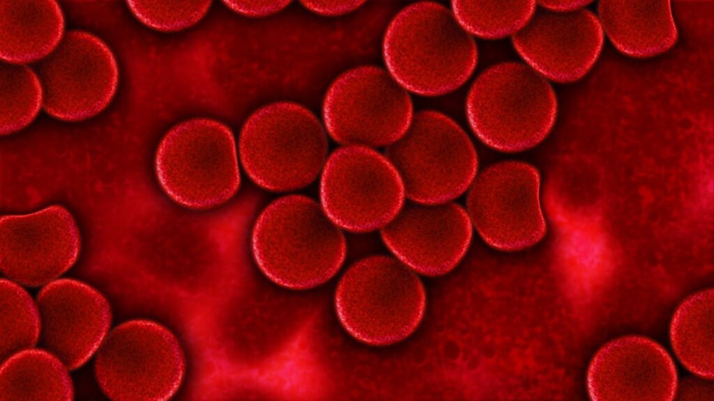 blood, blood plasma, red blood cells